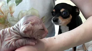 Сфинкс Котенок знакомится с Собакой || Sphinx kitten and dog