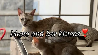 Mom Cat Calling her Kittens 😹😹😹 | Cute kittens are Playing   #cat #catlover #kitten #pets