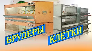 Брудеры и клетки для бройлеров и несушек