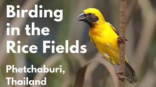 Birding Trip in Thailand, birds at Phetchaburi Rice Fields | Birding in Thailand