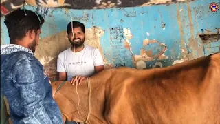 Treatment of vomiting in cow Igay cow Mein ulti ka ilaaj I Dr umar khan