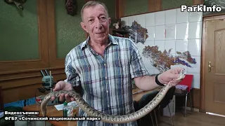 Гюрза (Macrovipera lebetina) – самая крупная из гадюк обнаружена в Сочи