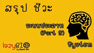 สรุปชีวะ ระบบประสาท EP.2 (โครงสร้างและการทำงานของระบบประสาท) สมอง ไขสันหลัง เส้นประสาท SNS ANS