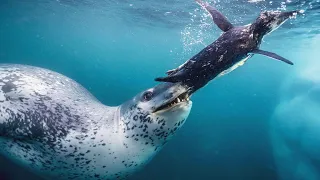 Морской леопард – самый свирепый хищник Антарктики! Худший кошмар пингвинов!