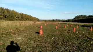 Сбор урожая Лук Шалот Аристократический