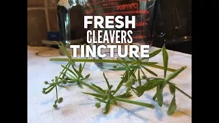 HERBAL BASICS: Medicine Making | Making Fresh Cleavers Tincture | EARTHSEED DETROIT