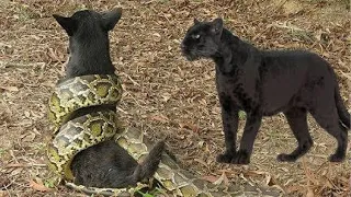 ПАНТЕРА В ДЕЛЕ! Черная Пантера против Собаки Анаконды Тигра Крокодила Ягуара