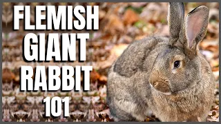 Flemish Giant Rabbit 101