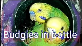 Baby budgies growth stages|Budgies Chick Growth Stages 1 to 36 Days | New Born Baby Budgies