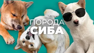 Сиба Ину 🐾 Все о породе, плюсы и минусы, уход, характер, воспитание, отзывы, поведение, дрессировка🐶