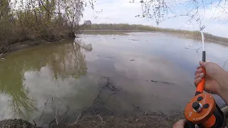 46 LB Blue Catfish Takes Giant Bait