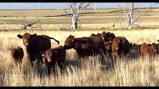 Maternal Traits - Herd Quitter Minute