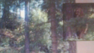 Actual Photo from cell phone of Bigfoot near Hayden Lake Utah