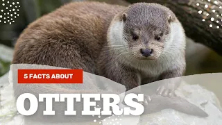 OTTERS : "Otterly Adorable: Playful Antics and Clever Tools Unveiled!"