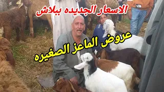 اسعار الماعز القنيه الصغير من عمر شهرين فيما فوق مع المعلم نصر