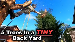 Chainsaw Breaks During This Tree Removal Job