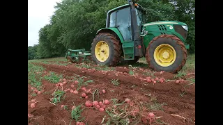 Harvesting potatoes on Georgia vegetable farm.