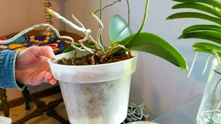 Watch me water my orchids in sphagnum moss.  Lots of moss growing tips.