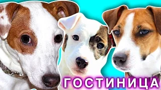 3 СОБАКИ - ОДИН ДЕНЬ В ГОСТИНИЦЕ ДЛЯ СОБАК У ЭЛЛИ ДИ | Elli Di Pets