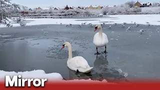 Wildlife in wonderland as big freeze hits the UK