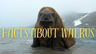 Interesting Facts about Walrus