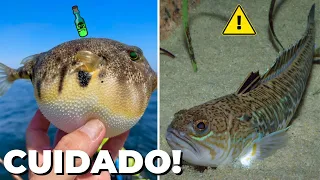 10 PEIXES Mais PERIGOSOS e VENENOSOS Que Existem no Mundo!