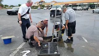 13 ducklings rescued from storm drain