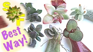 How to Propagate Succulents (Based on Experiment, Unexpected Results)