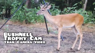 Raccoons-Deer BushNell Trophy Cam Trail Camera Video