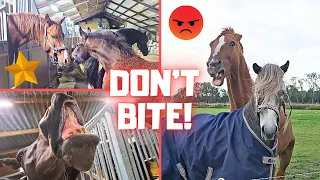 Sjors is angry with Bjarni!😡 | Don't Hurt Me Rising Star⭐! | Say cheese!😁 | Friesian Horses