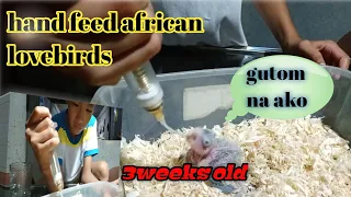 Paano ang paghand feed.african lovebirds