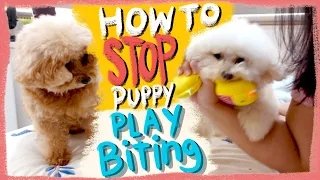 HOW TO STOP PUPPY PLAY BITING| The Poodle Mom