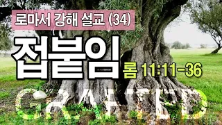 로마서 (34) - 접붙임(롬 11:11-36) _이명호 목사