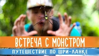 Встреча с монстром | Шри-Ланка, Канди