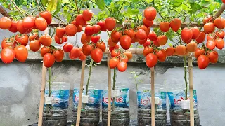 Tips for growing tomatoes in high-yield plastic bottles, the 90-year-old old man shares with you