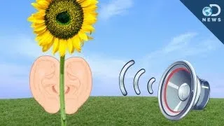 Plants Can Hear You!