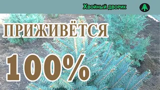 Пересадка Ели голубой осенью с открытой корневой системой,когда лучше пересаживать ель голубую.