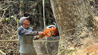 Hidden in a bamboo grove... Cut down 2 trembesi trees.