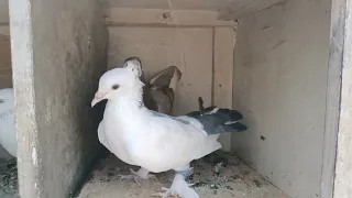 high flyer kabutar.bahut saste .all kabutar for sale pigeons Maharashtra malkapur mein in