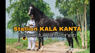 Marwari Stallion KALA KANTA BEHBAL Stud Farm Punjab