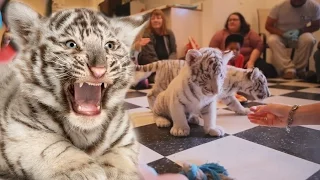 Cute white tiger cubs! (6 weeks old)