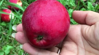Супер яблоки сорт Мантет в Ленинградской области.
