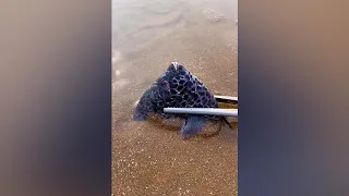 TikTok Aktivitas Nelayan Cina Berburu Beragam Hewan Laut disekitar Pantai 🐙🦐🦑 Sea Creatures (#12)