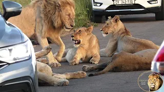 Beautiful Casper The White Lion, Getting Respect And Love From His Sub Adult Daughters