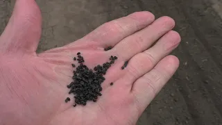 Сею семена лука (чернушку) для выращивания лука севка
