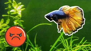My Betta Fish is Too Aggressive for Tank Mates