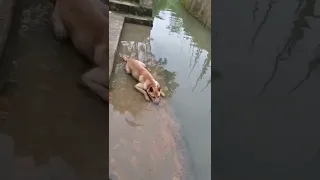 Собака пускает пузыри