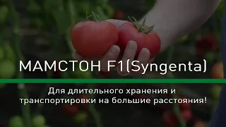 🍅МАМСТОН F1(Syngenta) - Для длительного хранения и транспортировки на большие расстояния!