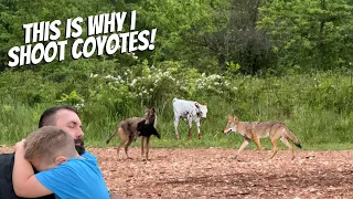 Coyotes Killed Five Animals!