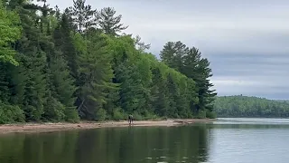 Visite d'un orignal un matin paisible